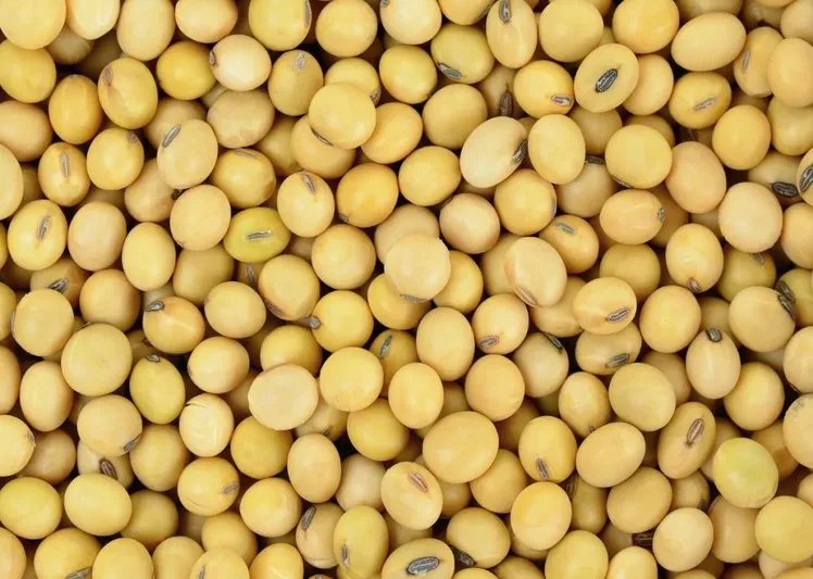 Soybean Meal 46%